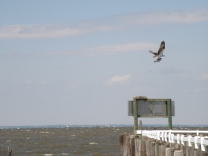 Osprey fishing on Chesapeake Bay